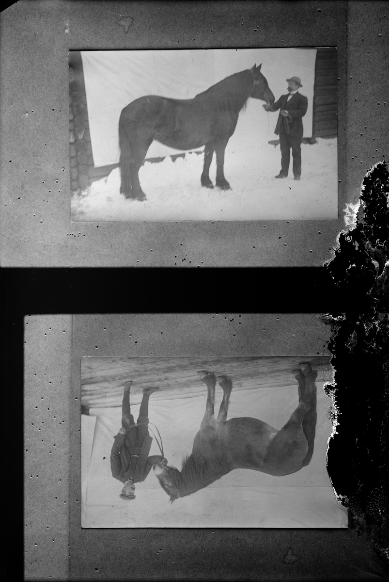 Edla, mars 1914, Johs Haller (usikker), mann med hest foran lerret