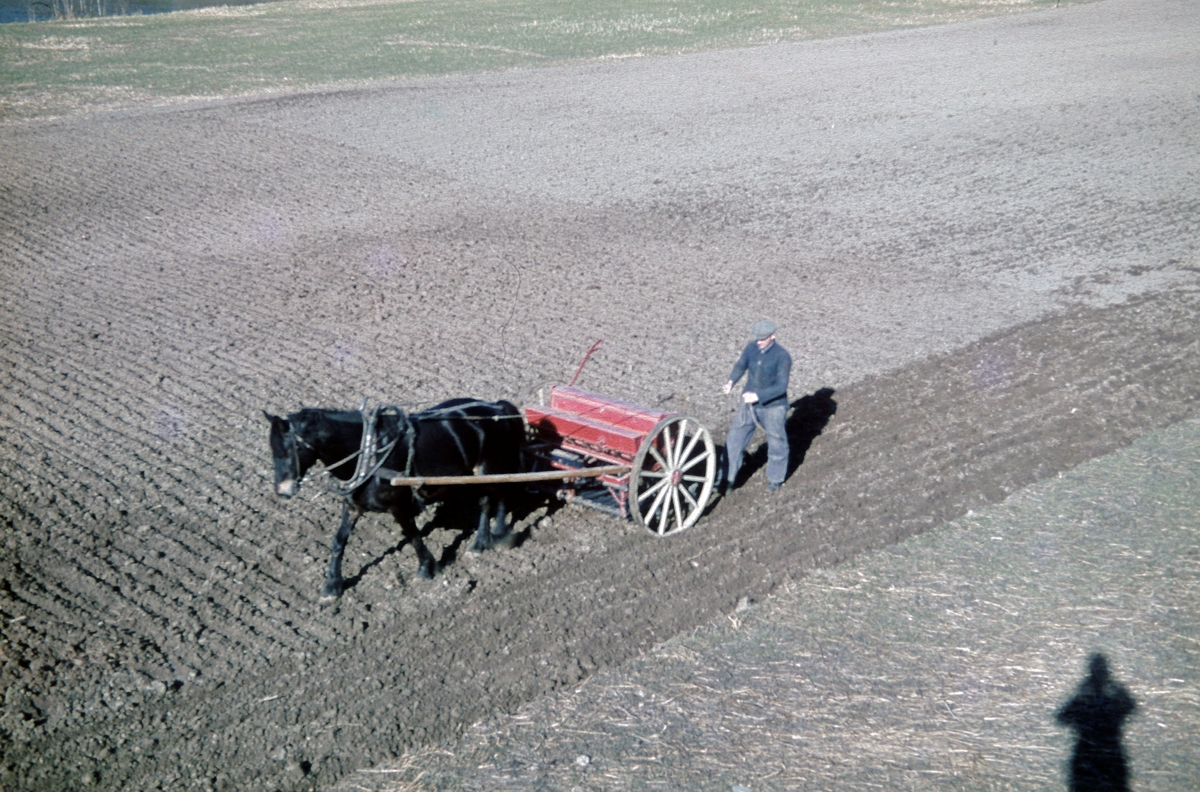 Hest med såmaskin