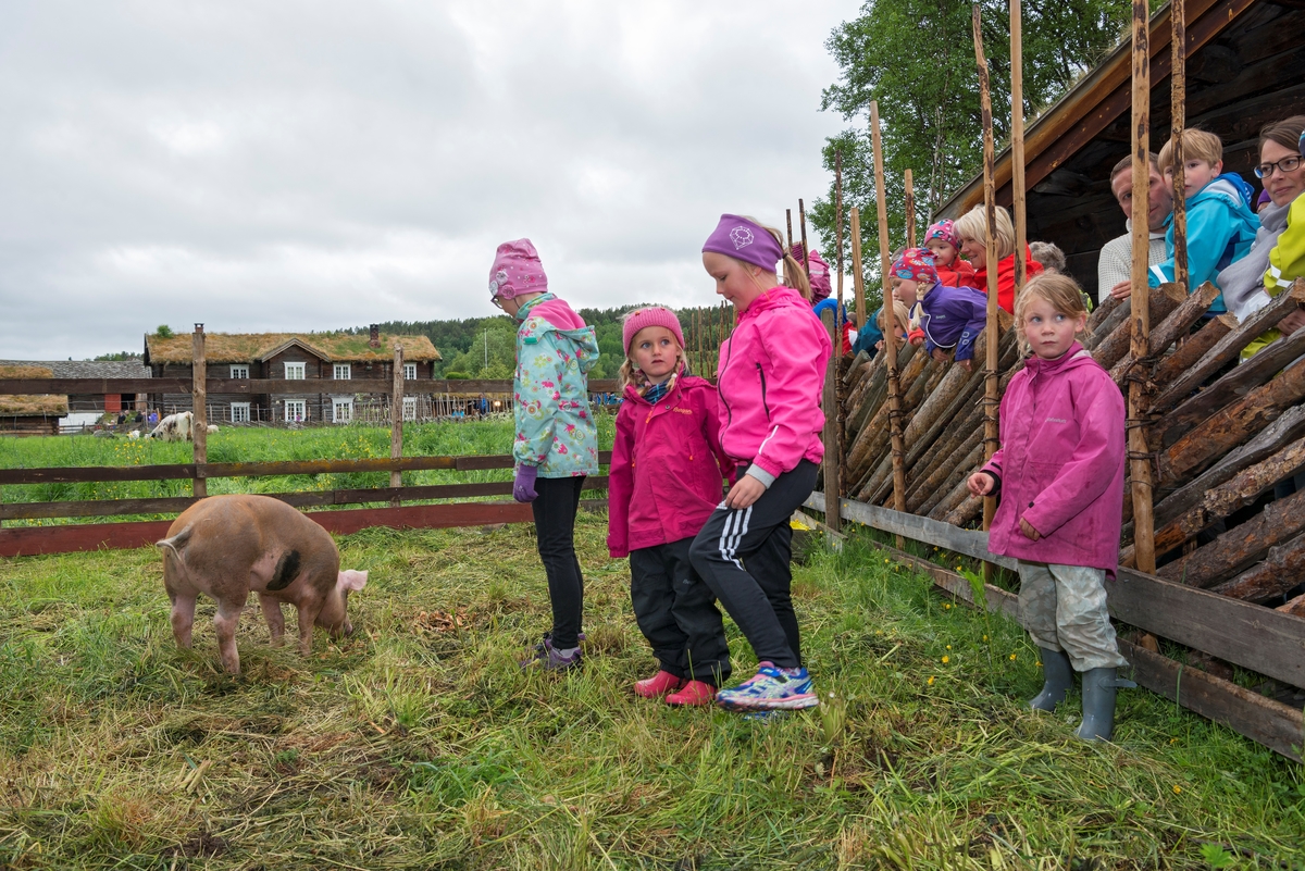 Fra "Fløttdagen" på Dølmotunet 2016, Tolga, Hedmark. Musea i Nord-Østerdalen. Fløttdagen. Sesongåpning på Dølmotunet. Arrangement. Arrangementer. Husdyr. Barn og dyr. Gris. Griser. Svin. Griser i grisebinge. Grisbinge. Binge. Besøkende. Publikum.