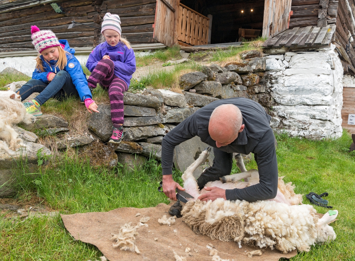 Fra "Fløttdagen" på Dølmotunet 2016, Tolga, Hedmark. Musea i Nord-Østerdalen. Fløttdagen. Sesongåpning på Dølmotunet. Arrangement. Arrangementer. Saueklipping. Klipping av sau.