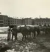 Remontridning, Svea artilleriregemente A 1, våren 1947.