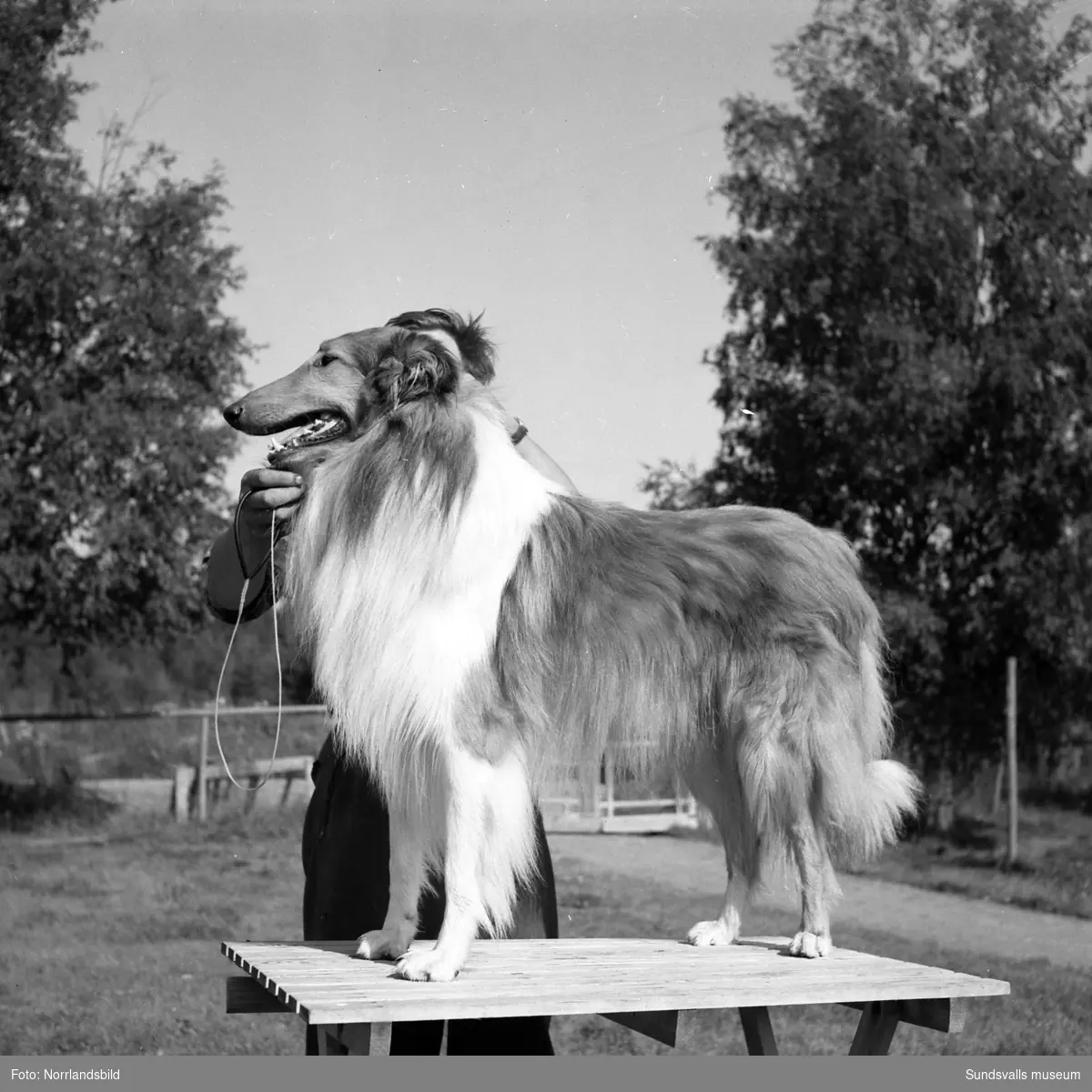 Svedsgårdens kennel i Svarvarböle, Söråker, med raserna collie och afghan. Mannen på bilderna är lantbrukare Per Sved.