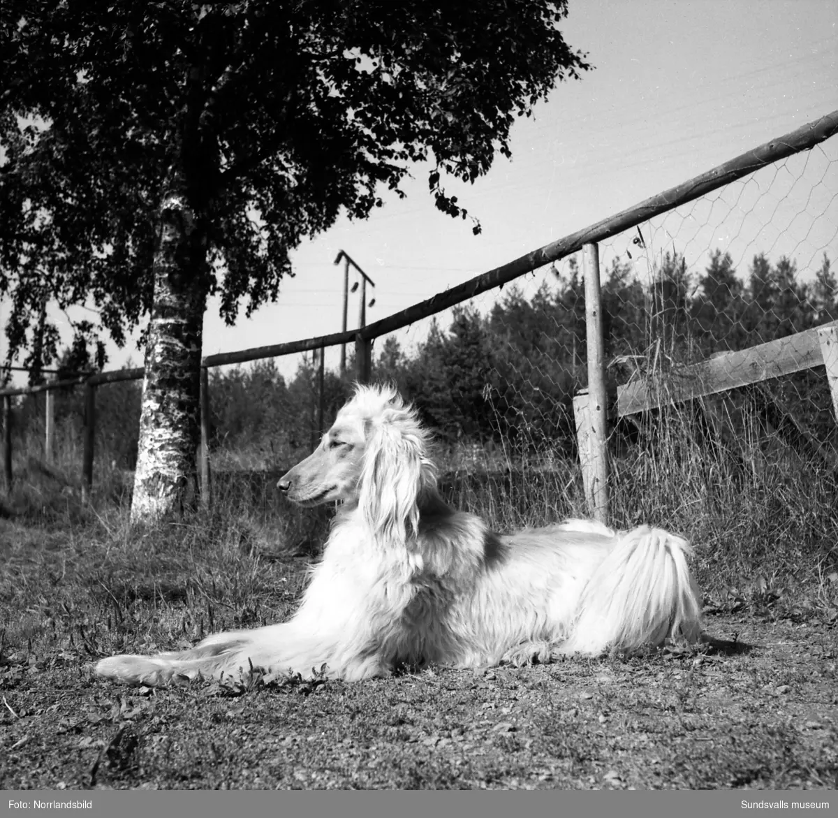 Svedsgårdens kennel i Svarvarböle, Söråker, med raserna collie och afghan. Mannen på bilderna är lantbrukare Per Sved.