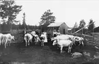 Bolbergets fäbod. Alfred Renström, Anna Johansson, Lars Siljesvärd, Tilda Olsson, Karl Hedlöf, Lisa Olsson, Klara Magnusson