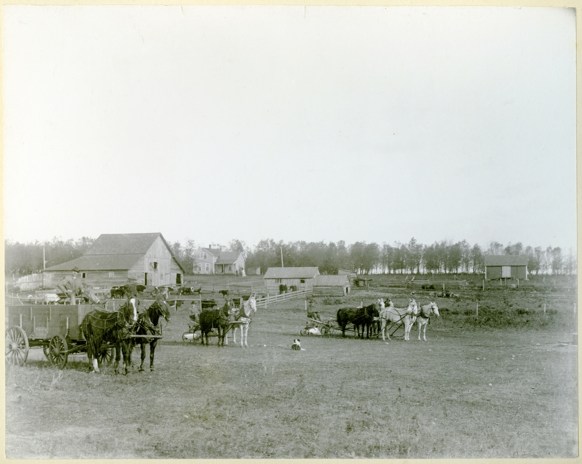 En utvandrerfarm i Amerika. To hestespann med plog og ett spann med kjerre står foran husene. Mange krøtter og flere hester står i en innhegning i bakgrunnen.