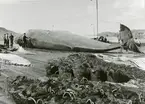 Styckning i val i Hvalfjördur Island, den 11 augusti 1948.