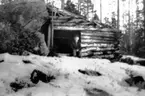 Gapskjul i Fårpallberget, Nyskoga. Sittande Erik Gustavsson, Nyskoga, f.1934.
Gapskjul = Vilkoja för huggarna, sommartid. Den byggdes intill en stor sten.