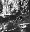 Från vänster:
Julius Mägiste professor
Peder Paulsen (Skaakberg) f.1879 i Torkil,Grue Finnskog ,Norge