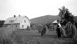 Dypåsen med Räjskinmägg