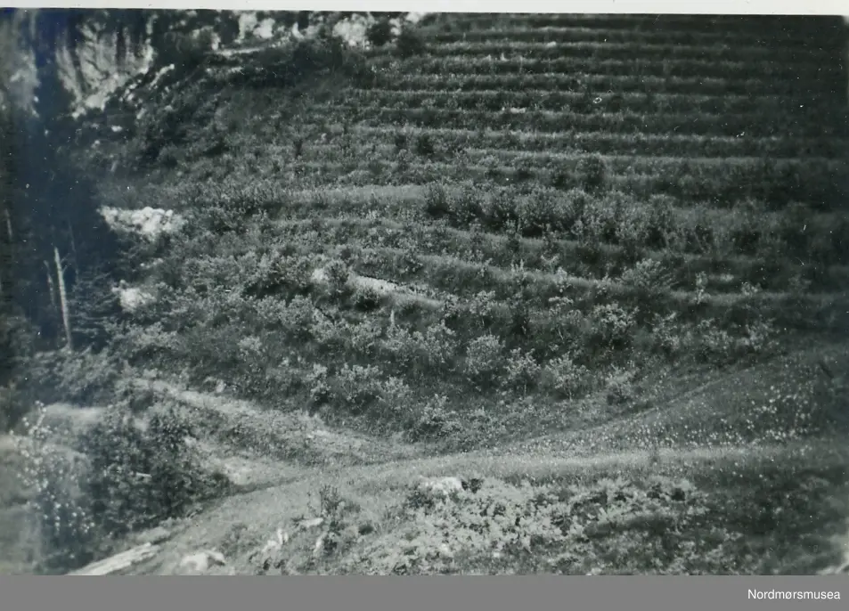 Frukthagen Gjengsto juni 1950