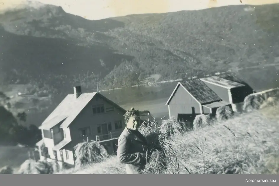 Anne Svinvik i arbeid, innhøsting av korn. Korn til tørk på staur i bakgrunnen.