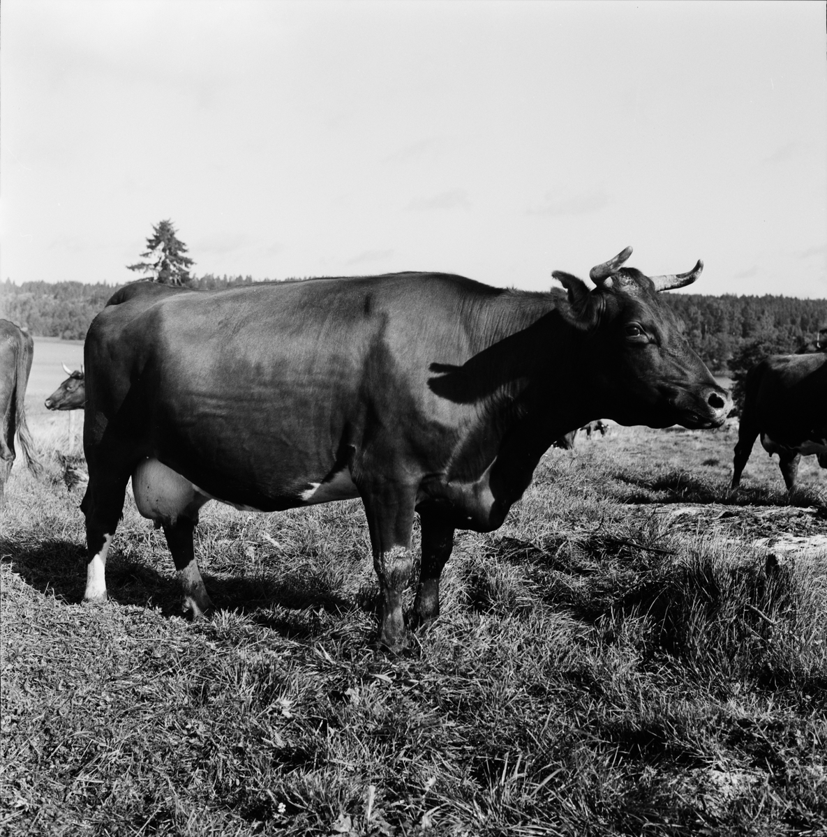 Hushållningssällskapet - Aske gård, Håtuna socken, Uppsala 1962