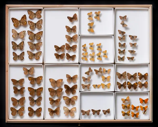 Naturhistoriske samlinger MUST