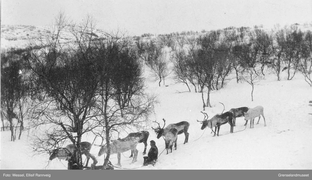 Reinraide ved doktorgården Solheim, Kirkenes.