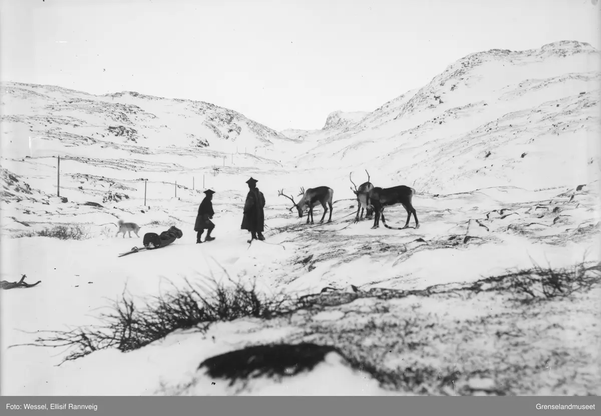 Samer og deres rein på fjellet mellom Bugøyfjord og Bugøynes. Iver Bigga til høyre.