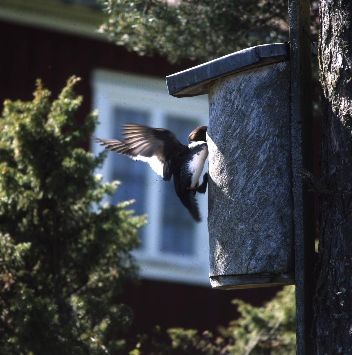 En knipa flyger in mot holken i ett träd, maj 2001. Alldeles utanför finns en enbuske.