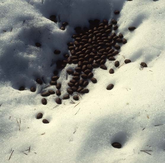 Älgspillning i snö, våren 1982.