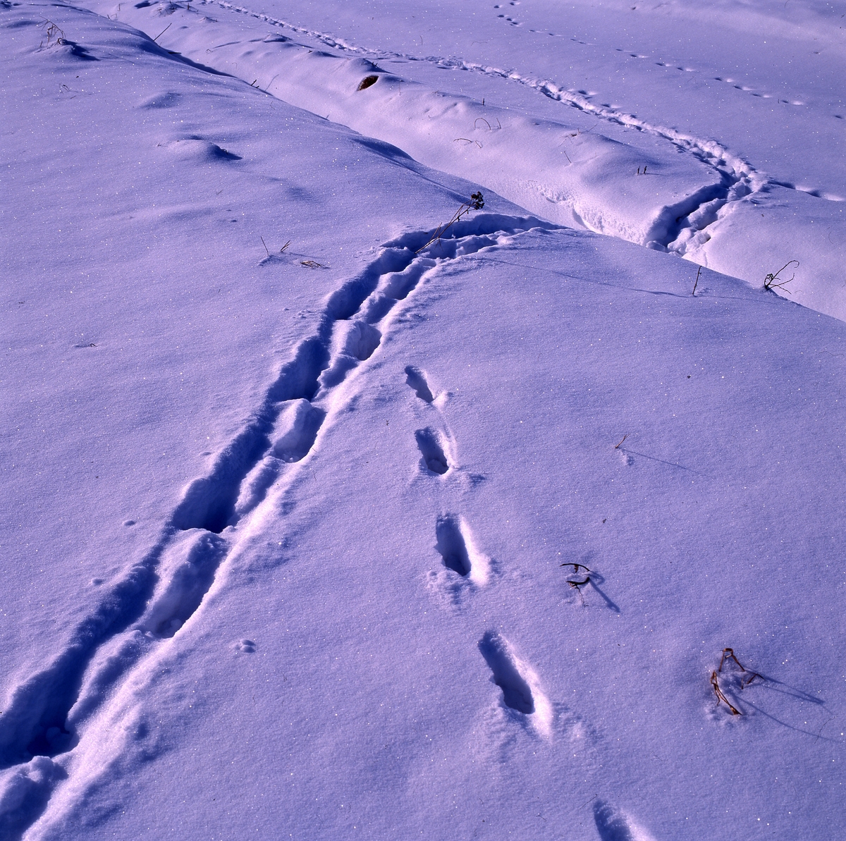 Spår av räv och grävling i snön, 1 mars 1993.