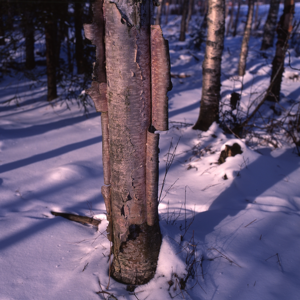 Trädstammar i snö och vårsol, 1 mars 1993.