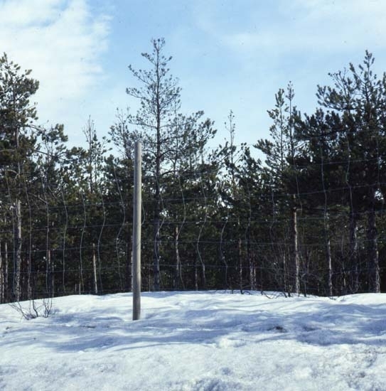 Döende ungtallar inhägnade med viltstängsel vid E4, 4km norr om Tönnebro, april 1988.