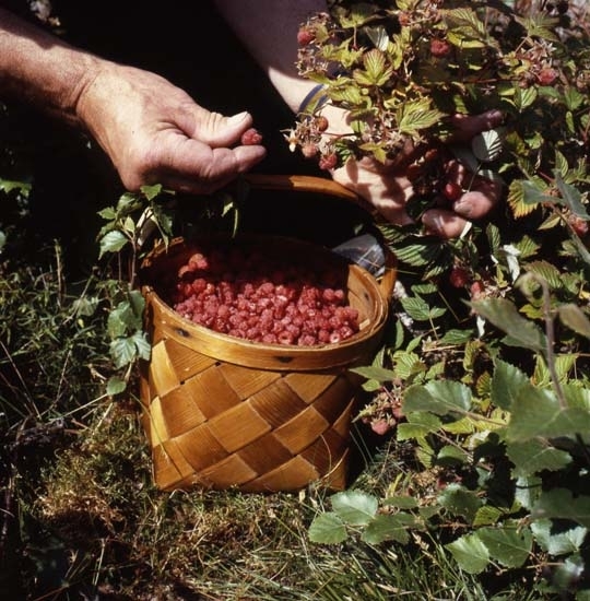 Tidningen LAND gjorde ett reportage i Hudiksvallstrakten, 29 juli 1986. En man plockar skogshallon och lägger i en spånkorg.