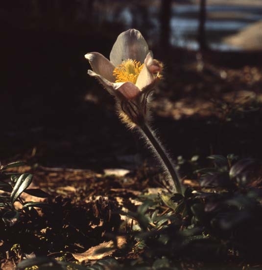 Mosippa vid Gröntjärn, 17 maj 1981.