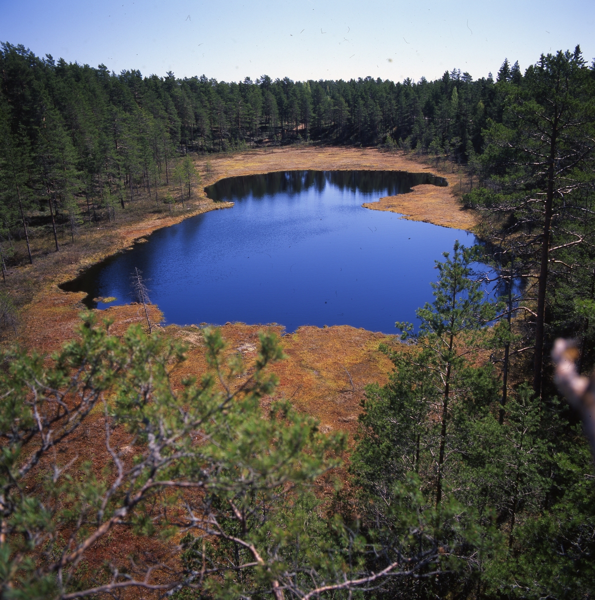 Kattjärn i motljus fotograferat från talltopp av 80-årig klättraren Hilding, 1999.