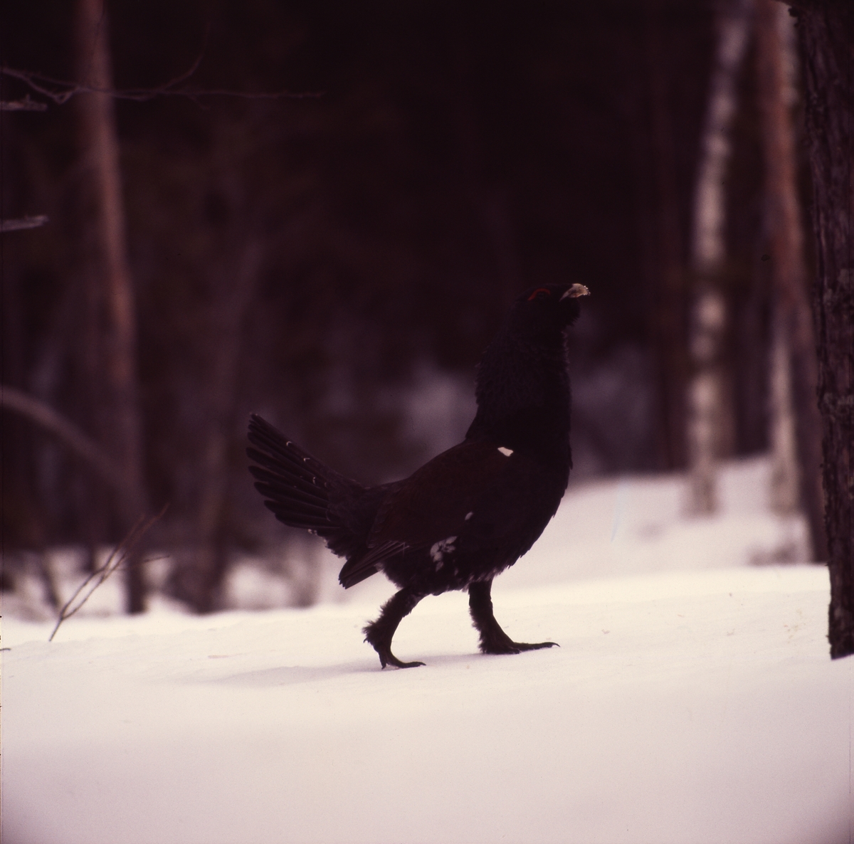 Tjädertupp i snöig skog, april 1976.