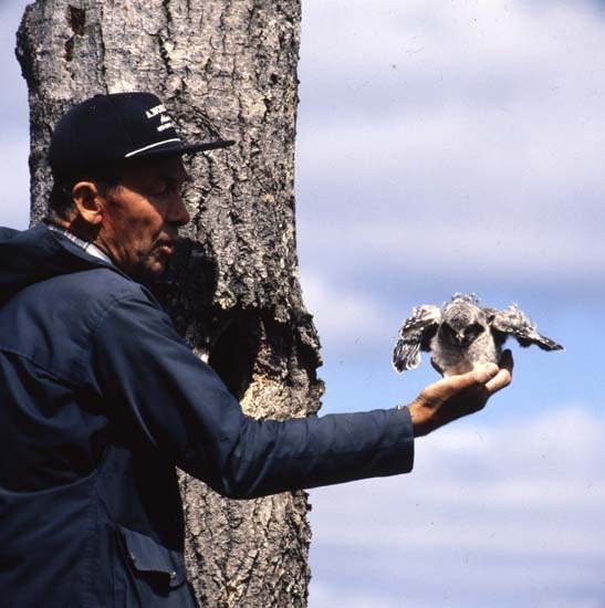 En man står högst upp på en stege vid en trädstam. Han lyfter försiktigt en hökuggleunge från bohålet och håller den i handen. Hälsenskogarna 13 juni 1990.