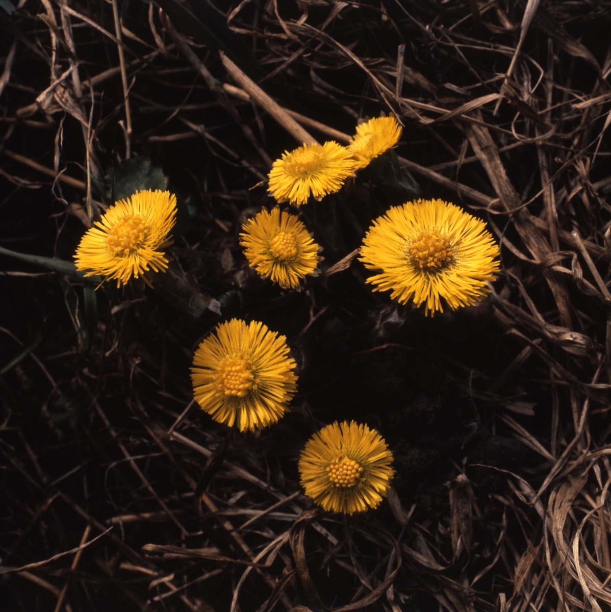 Tussilago i fjolårsgräs, 1985.