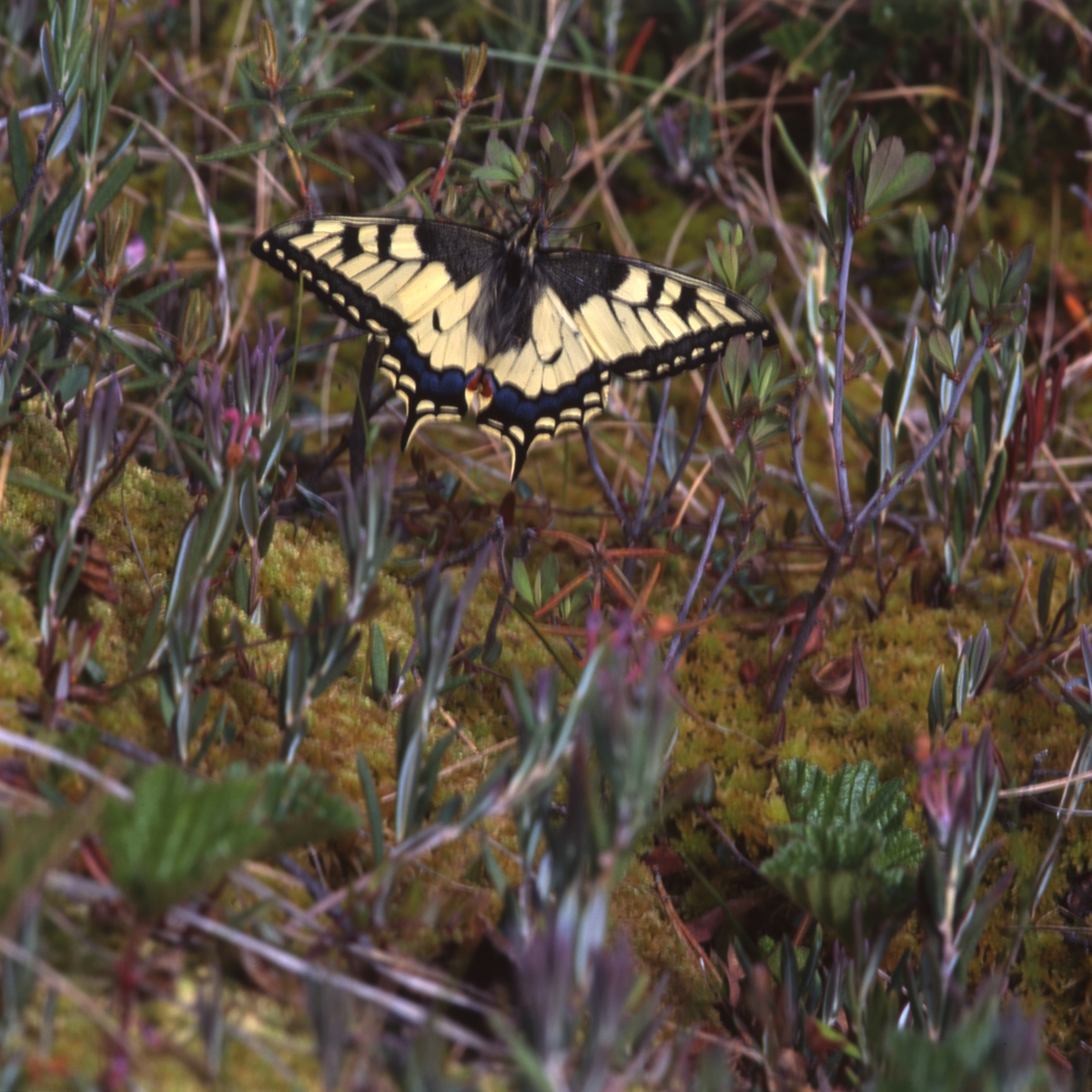 Makaonfjäril (Papilio machaon) som även kallas för för svalstjärt eller parasollfjäril och hör till familjen riddarfjärilar. Här vid Stråsjön 25 juni 1996.