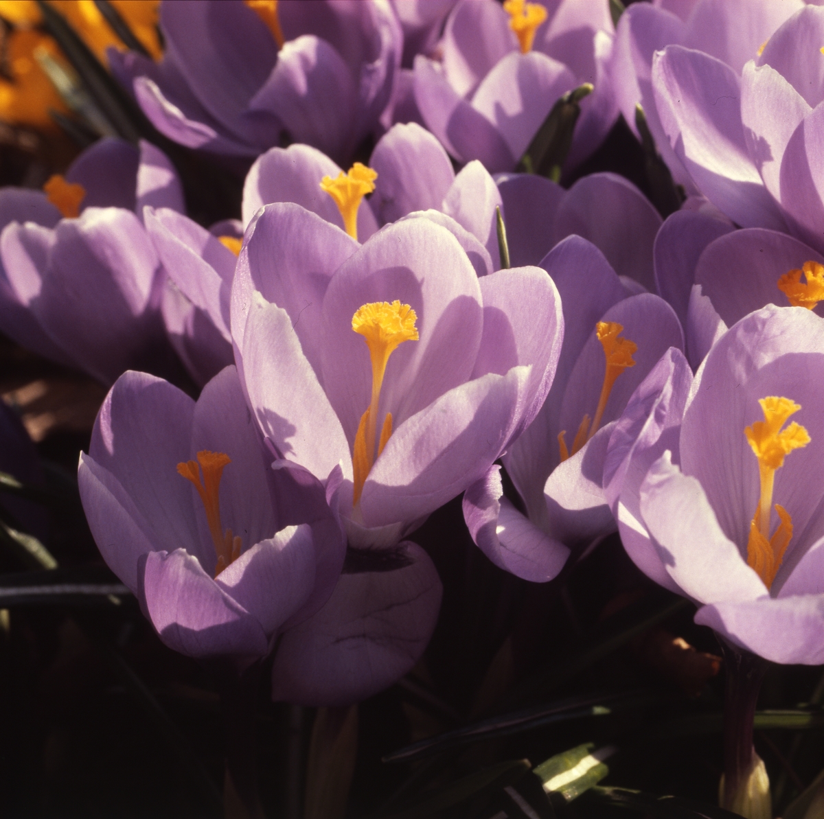 Blommande krokus i grupp, 1981.