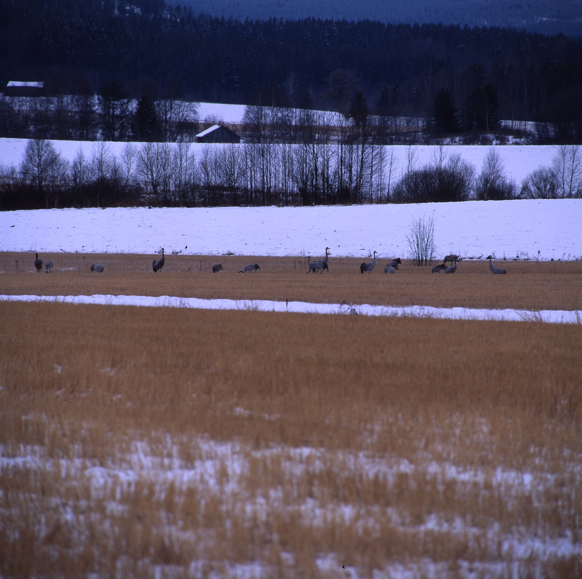 Tranflocken sedd mot Bullerberget maj 1996. Det ligger fortfarande snö på åkrarna.