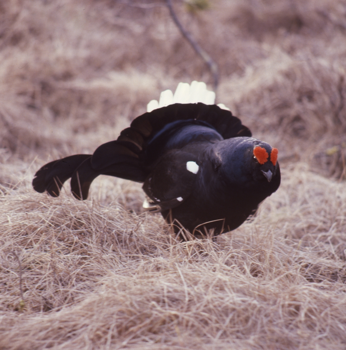 Orrspel på Degelmyren i Rengsjö april-maj 1980. Orrtupp i fjolårsgräs.