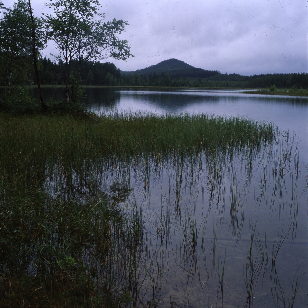 Abborrtjärn en regnig Törn-vecka.