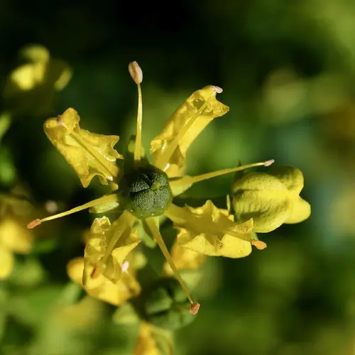 En enkelt vinruteblomst i gult, med stor, grønn kule i midten og lange støvbærere som vokser mellom kronbladene.