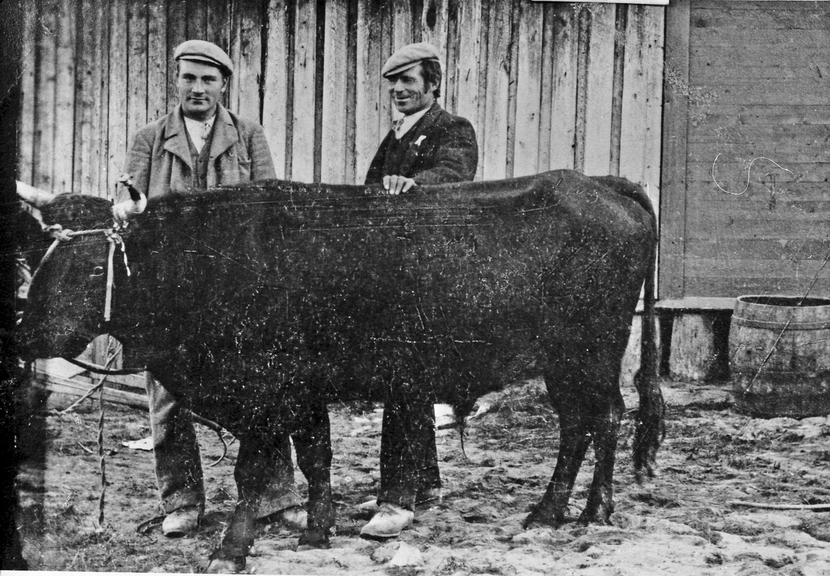 To menn og en okse. Anton Holen, Tollef Blæsterdalen