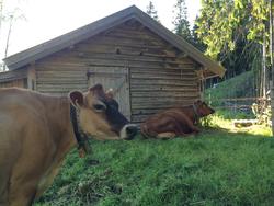 Fjøs i Skålbergsætra