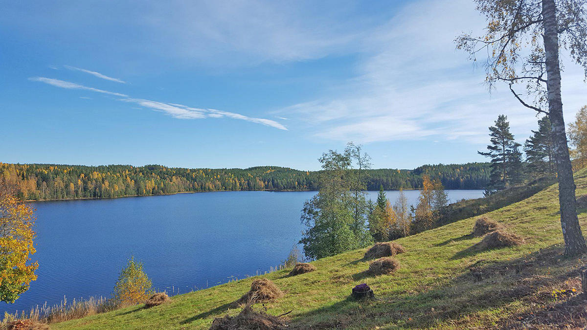 Artsrike slåttemarker ble skjøttet i tre kommuner i regi av museene med støtte fra Fylkesmannen, her fra raking i Børli.