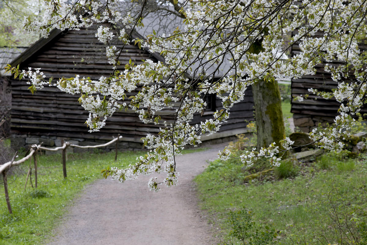 Et tre i vakker blomstring med historiske hus i bakgrunnen i Friluftsmuseet på Norsk Folkemuseum. 