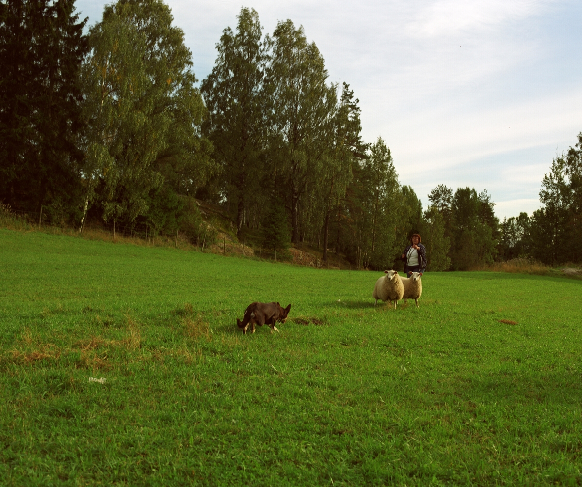 Hunden Ronja gjeter sau sammen med sin eier.