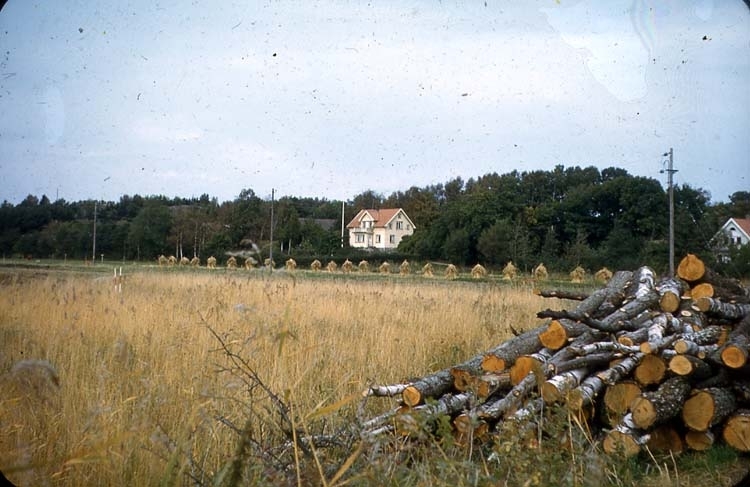 Före markarbeten, sädesfält.