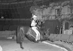 Furuviksparken invigdes 1936

1950 var ett år då Furuviksparken investerade kraftigt.

Cirkus
Cowboy på häst vid scenen