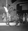 Furuvik
Folkdanslaget Furuviks Ungdomslag och Barnkabarén blev Furuviksbarnen.
Cirkusbyggnaden Teater-cirkus med ca 600 platser, uppförd 1940
Furuviksbarnen tränar inför turnén