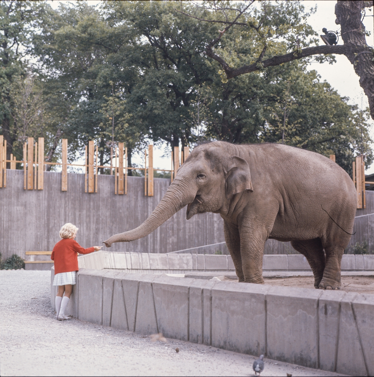 De Asiatiska elefanterna vid elefanthuset på Skansen. Barn och vuxna besökare.