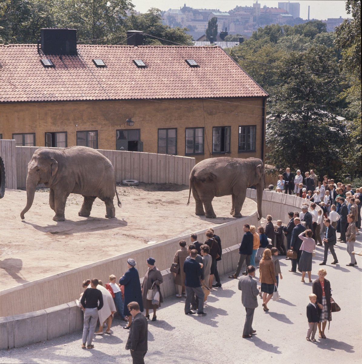 De Asiatiska elefanterna vid elefanthuset på Skansen. Barn och vuxna besökare.