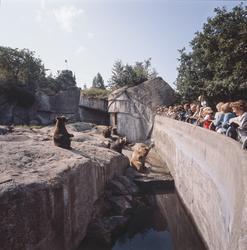 Skansens gäster tittar på brunbjörnarna på Björnberget.