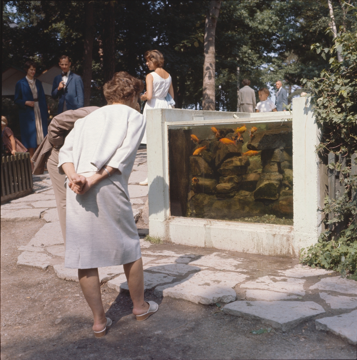 Barn och vuxna kring Lill-Skansens akvarium med guldfiskar.