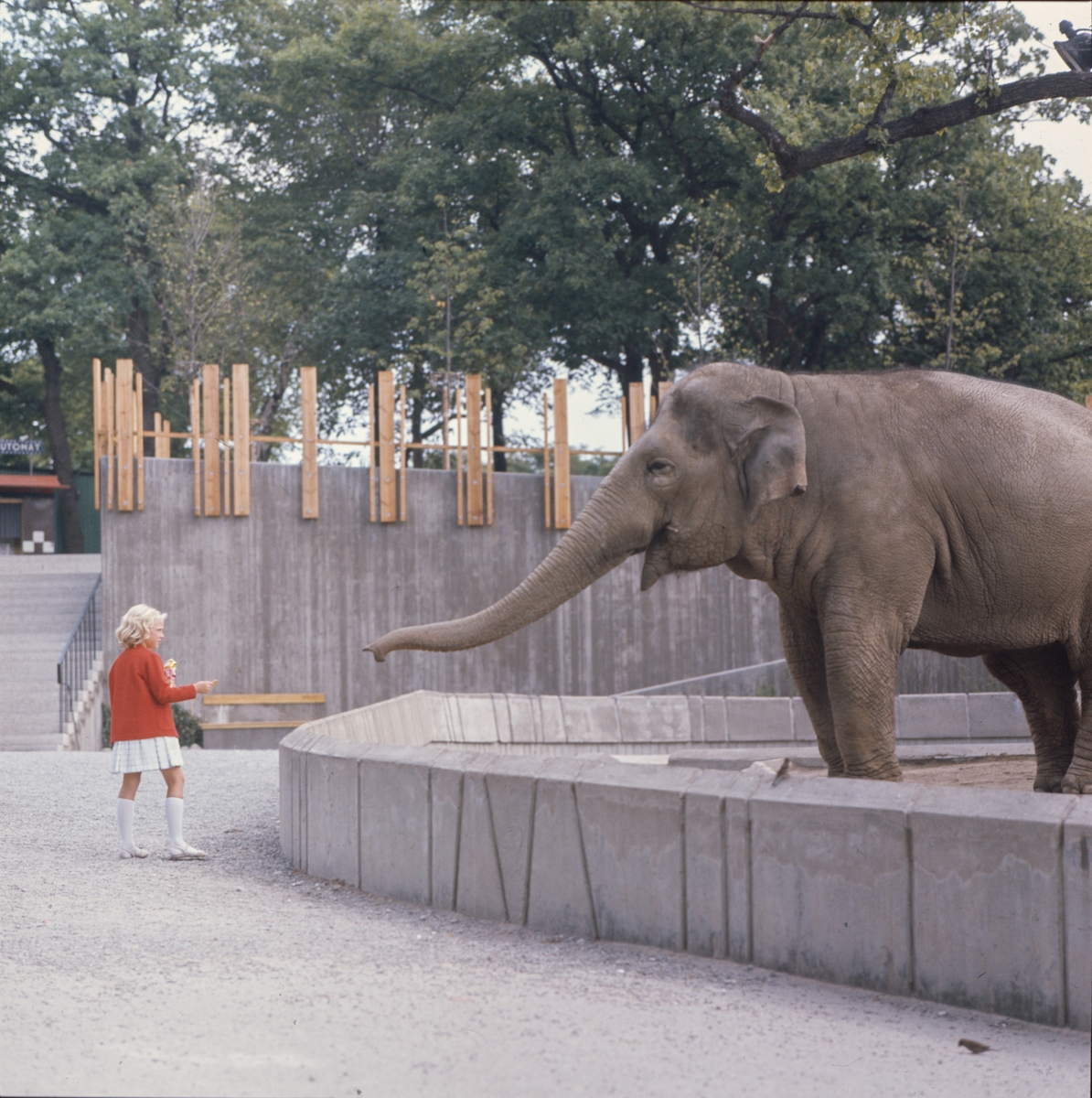 De Asiatiska elefanterna vid elefanthuset på Skansen. Barn och vuxna besökare.