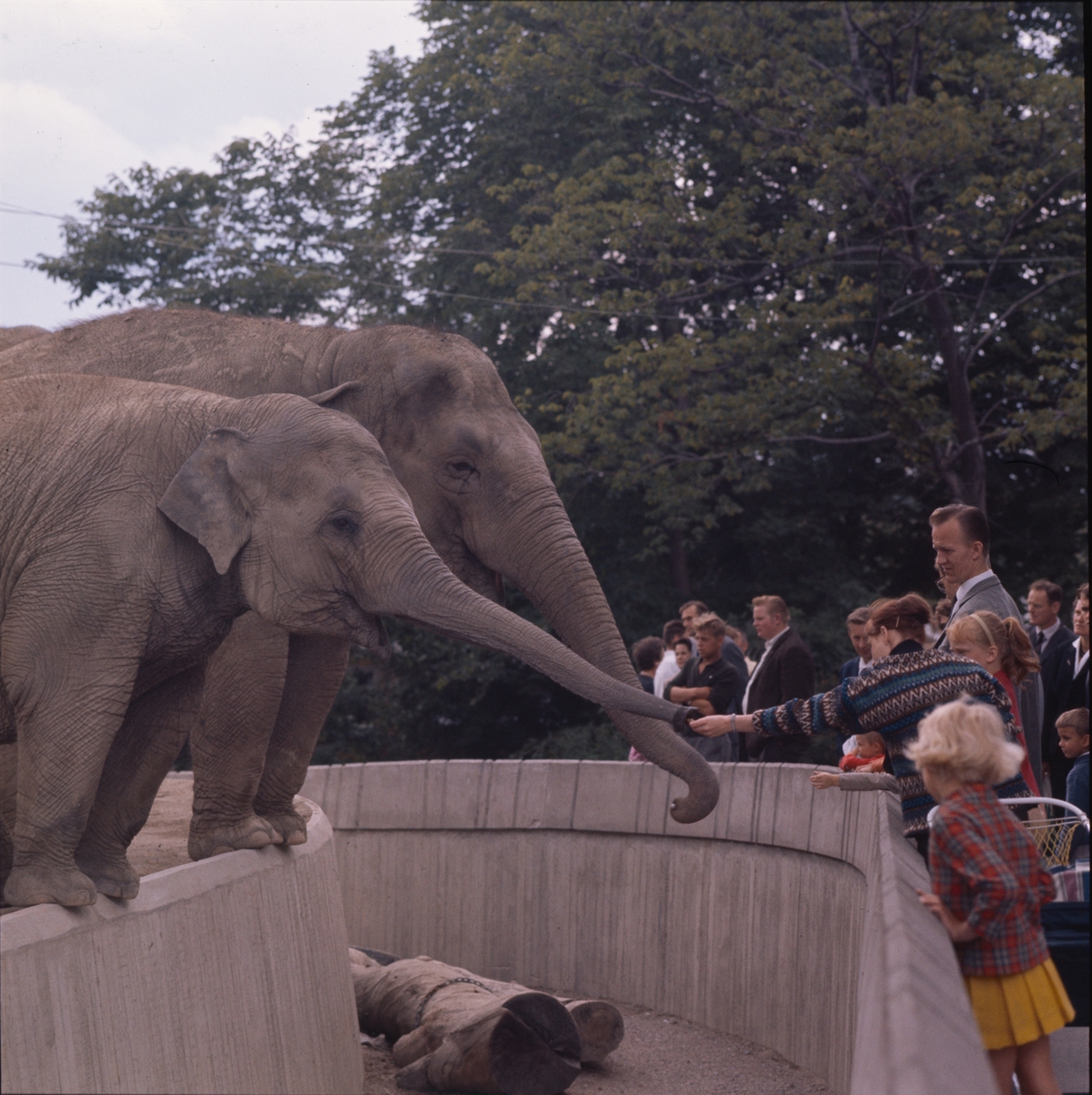 De Asiatiska elefanterna vid elefanthuset på Skansen. Barn och vuxna besökare.